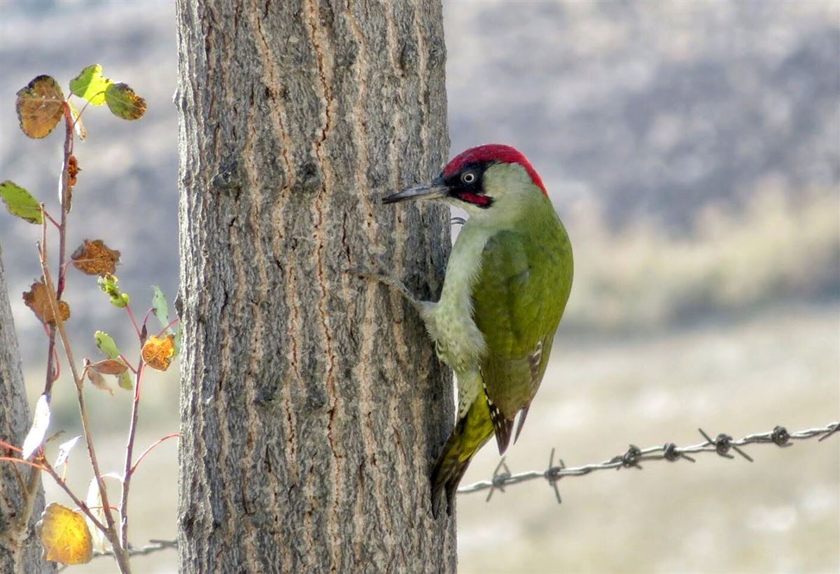 European Green Woodpecker