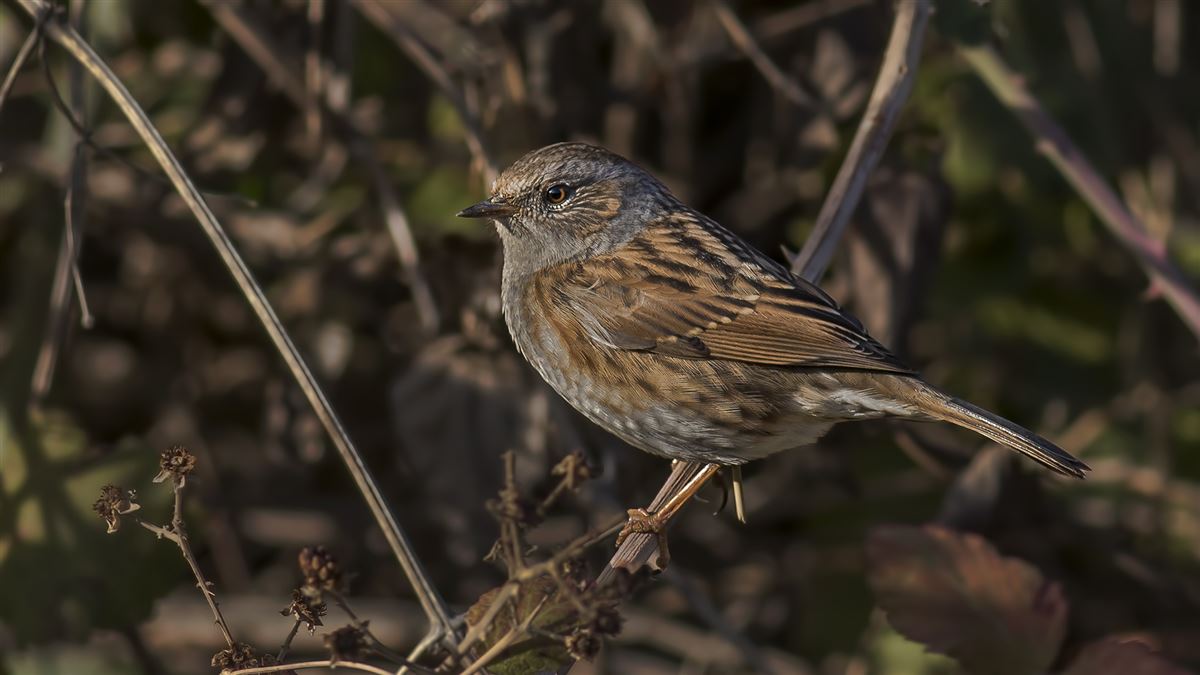Dunnock