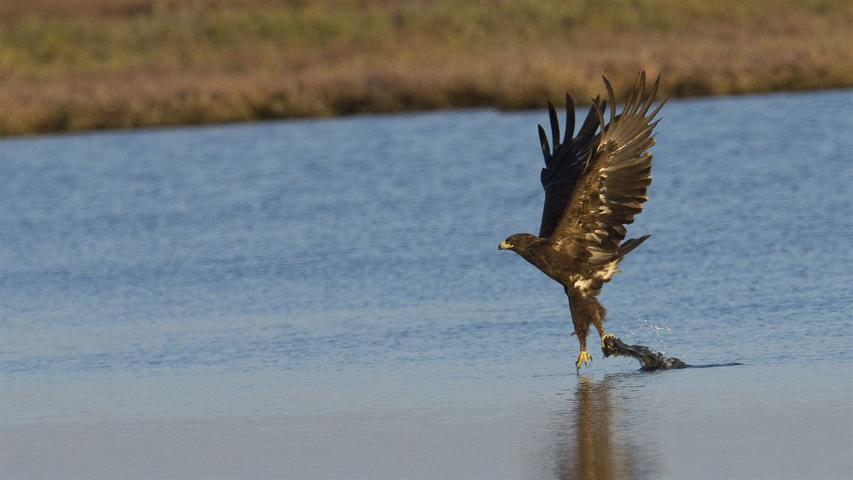 Greater Spotted Eagle