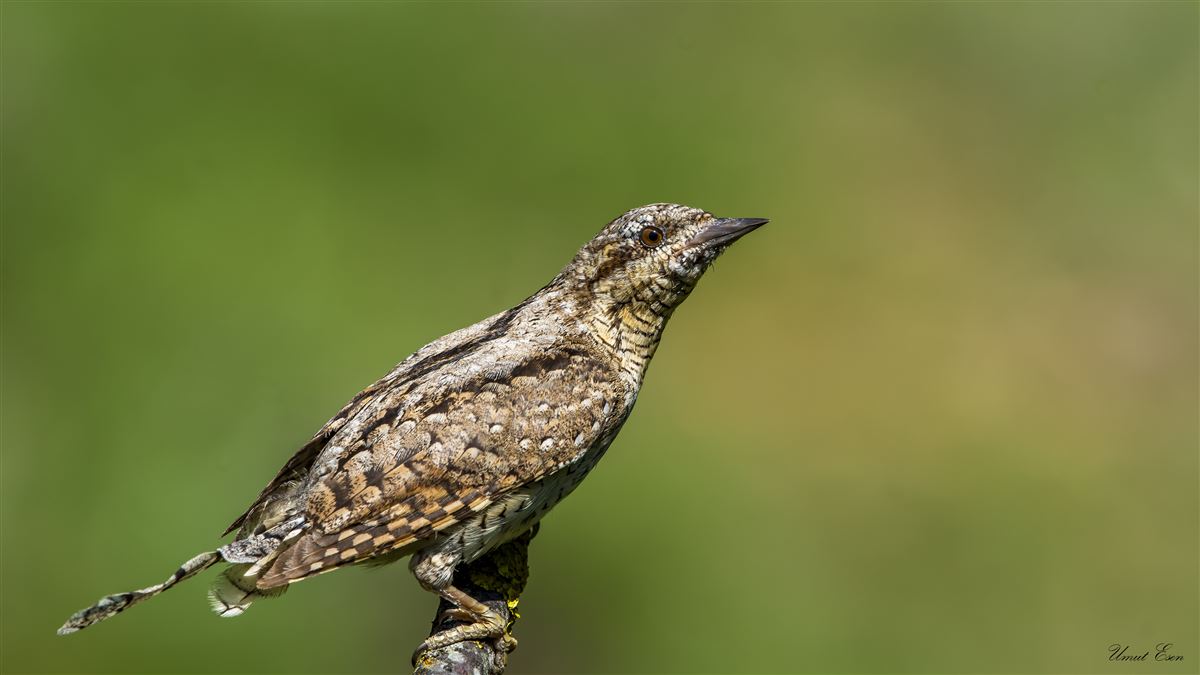 Eurasian Wryneck
