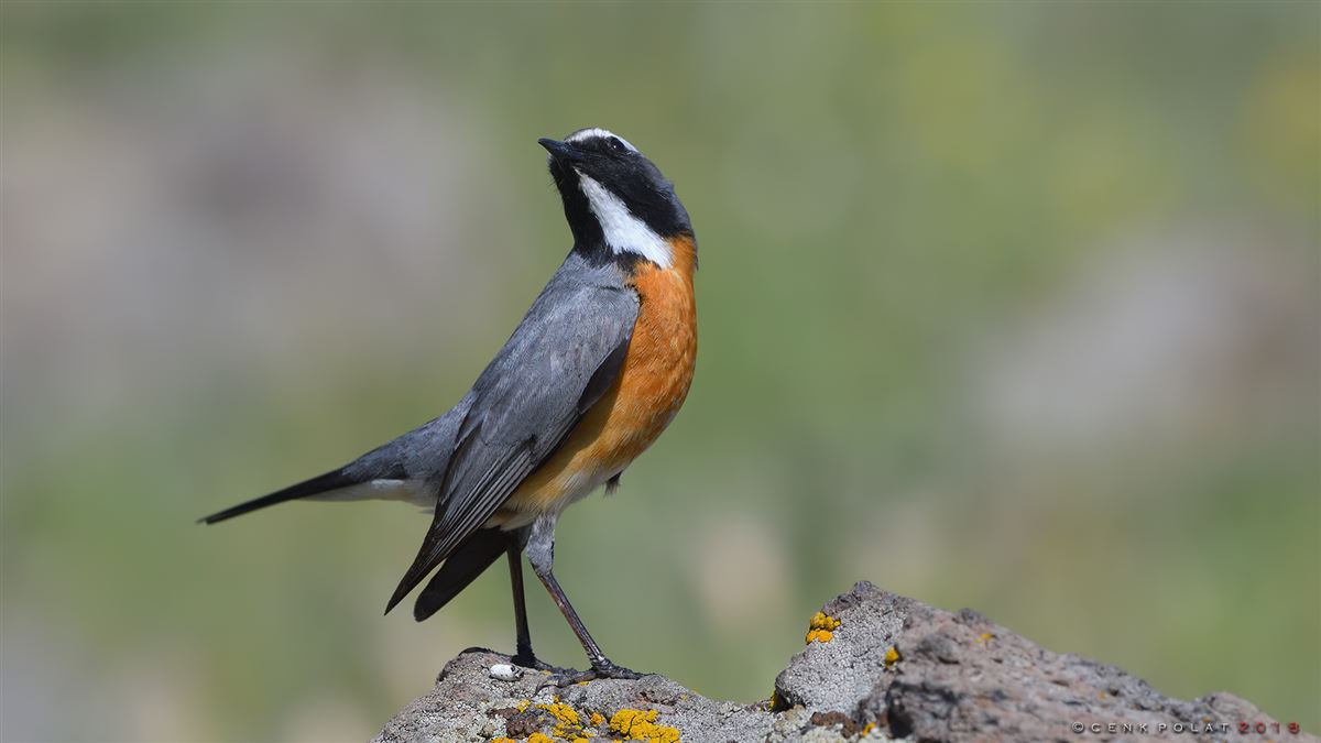 White-throated Robin
