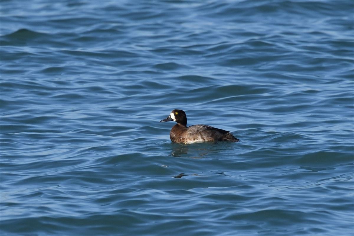 Karabaş Patka