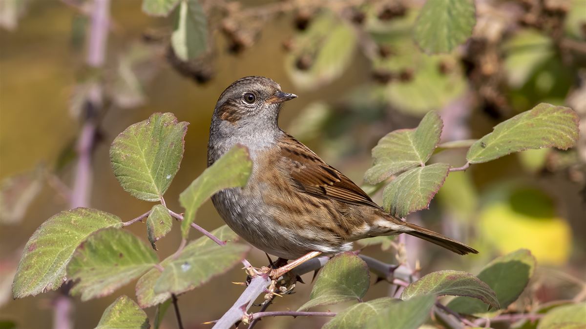Dunnock
