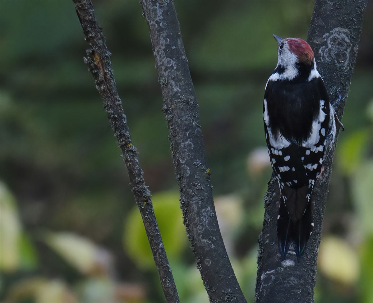 Middle Spotted Woodpecker