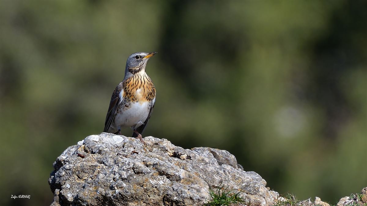 Fieldfare