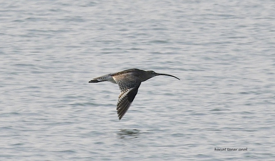 Eurasian Curlew