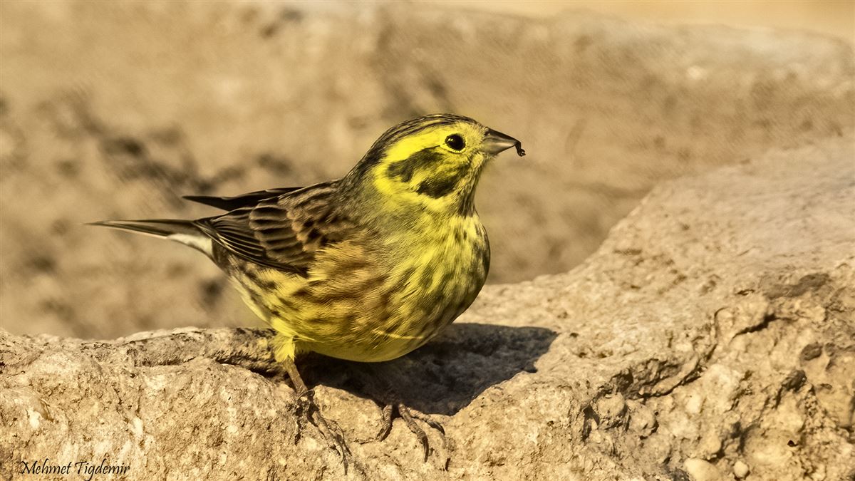 Yellowhammer