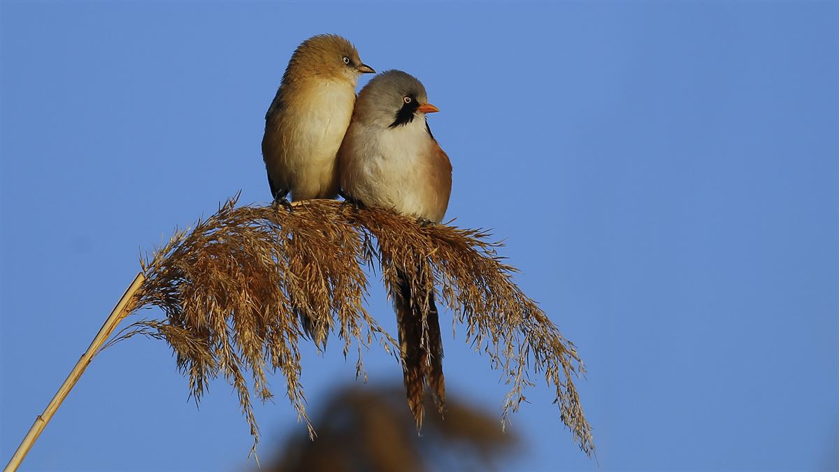 Bıyıklı Baştankara