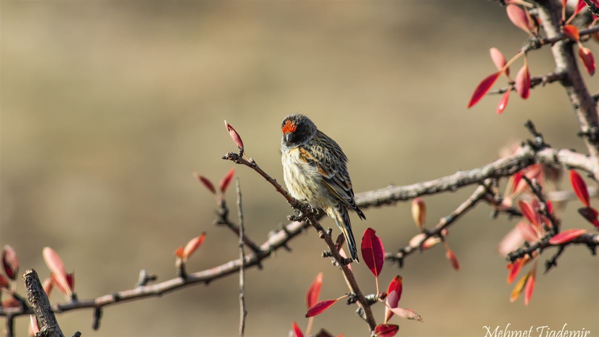 Red-fronted Serin