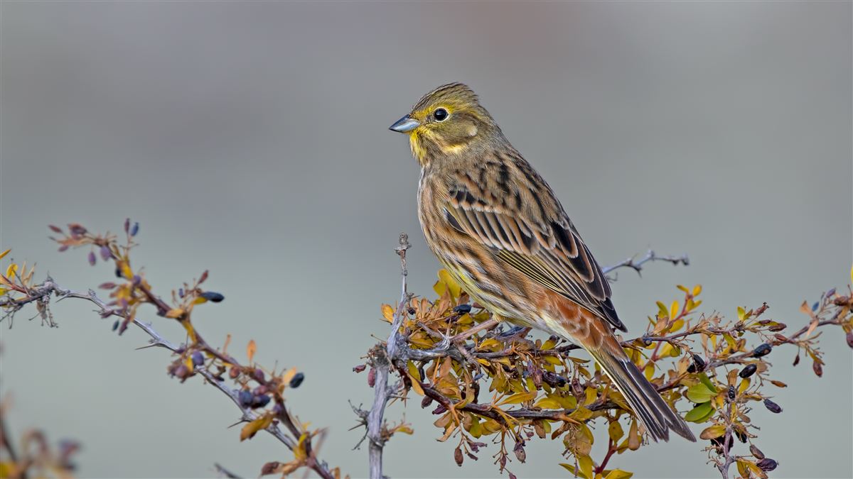Yellowhammer