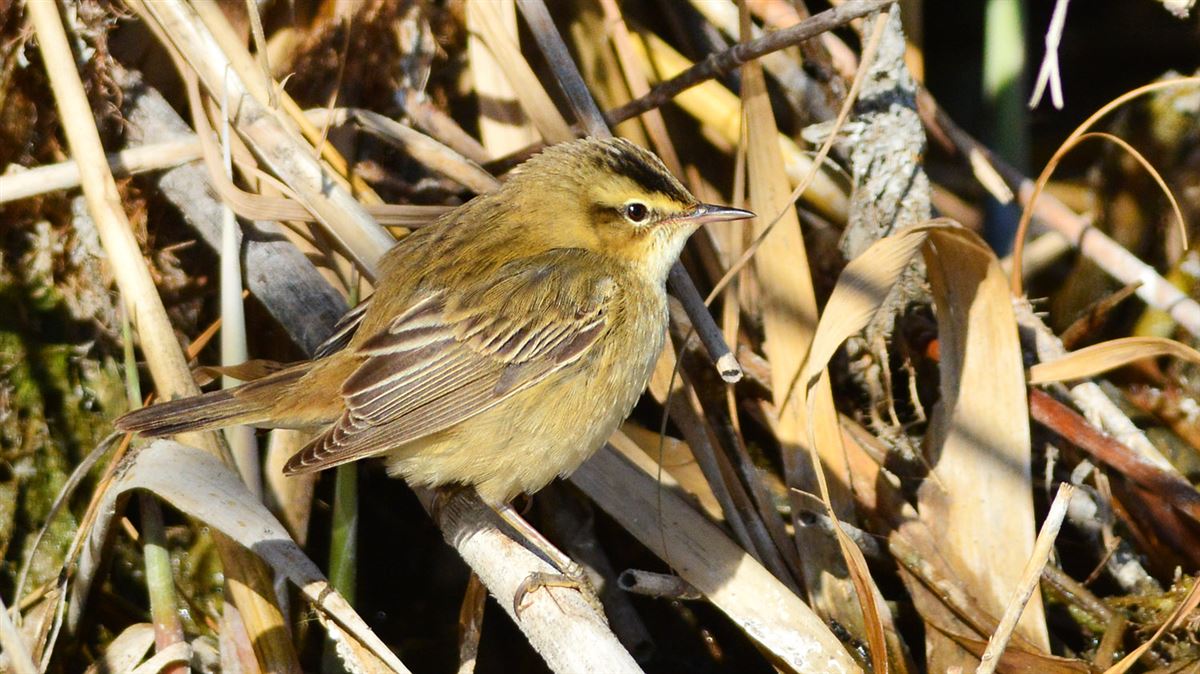Sedge Warbler