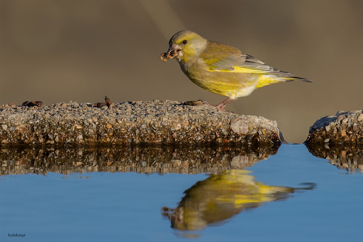 European Greenfinch