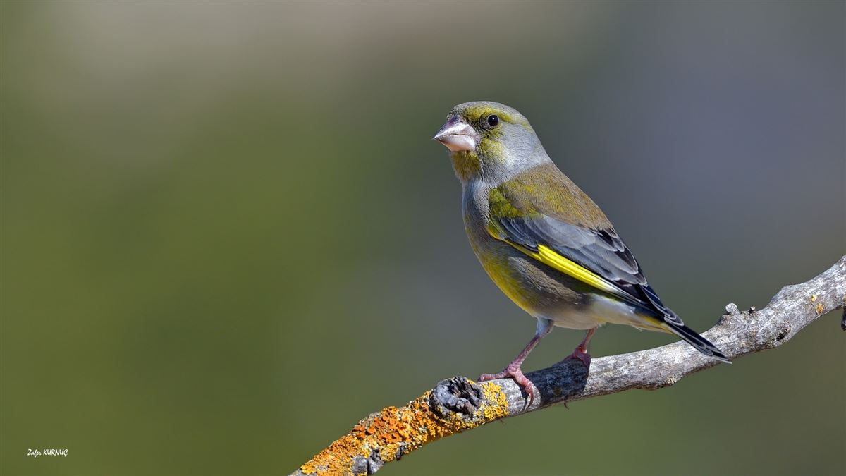European Greenfinch