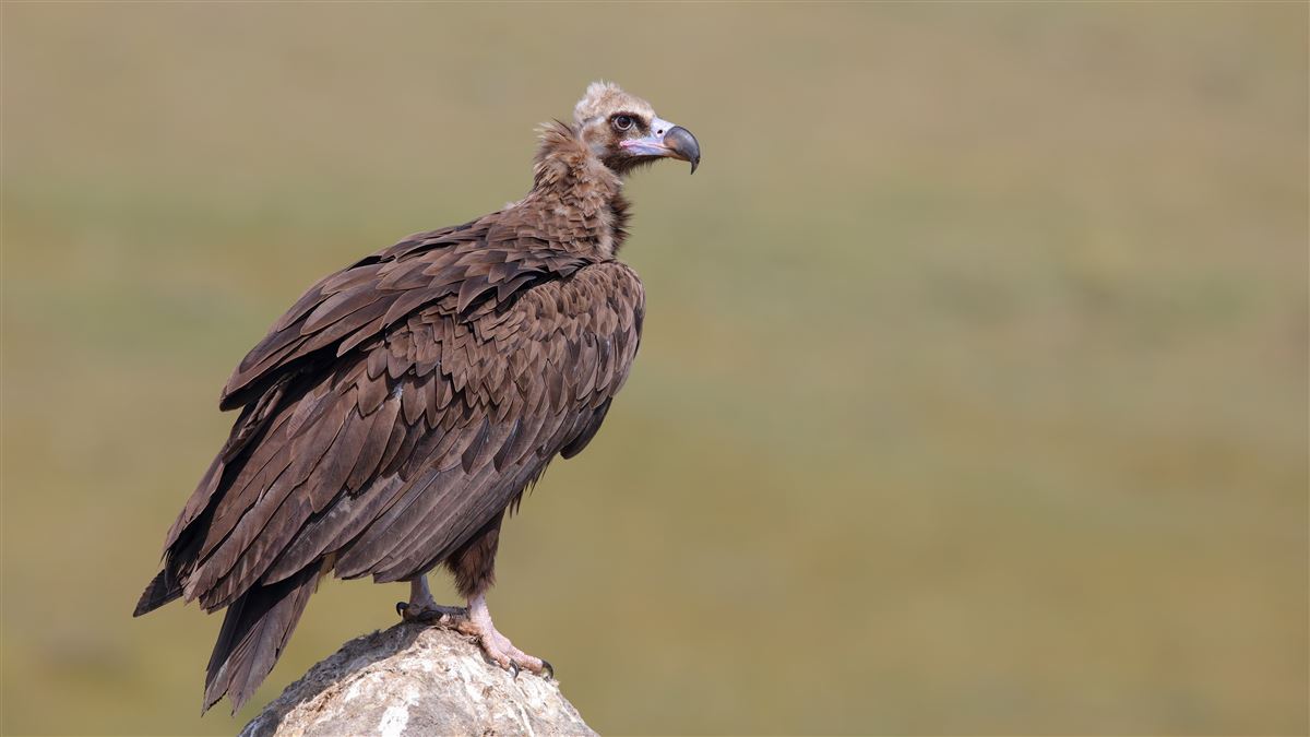 Cinereous Vulture