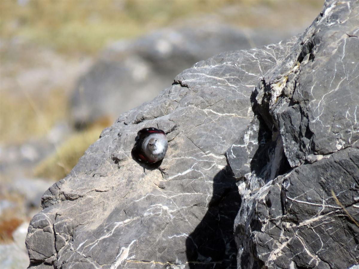 Wallcreeper