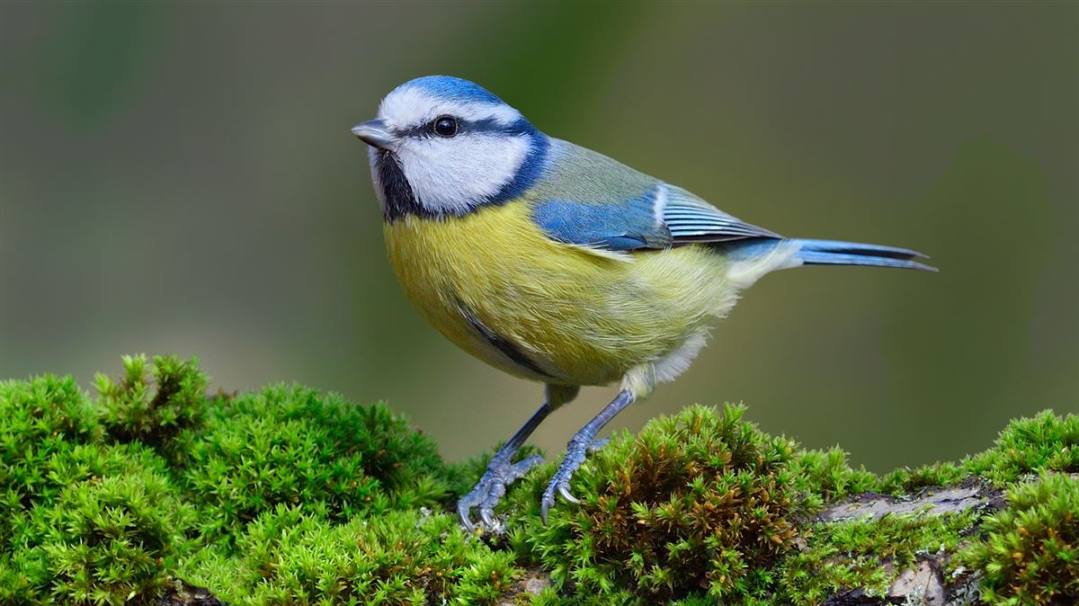 Eurasian Blue Tit