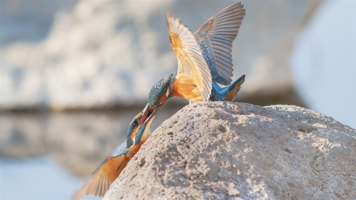 Common Kingfisher