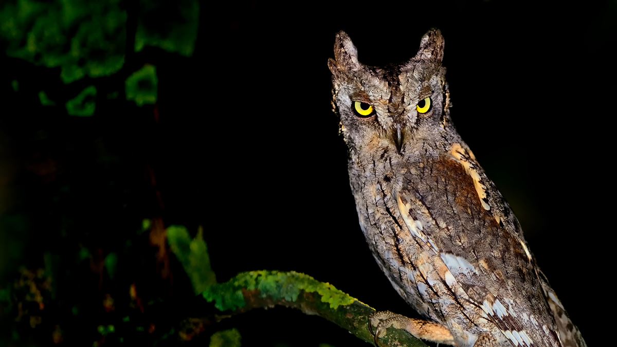Eurasian Scops Owl