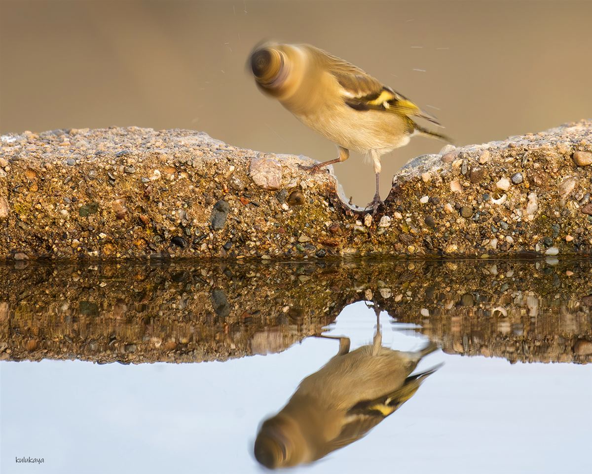 Common Chaffinch