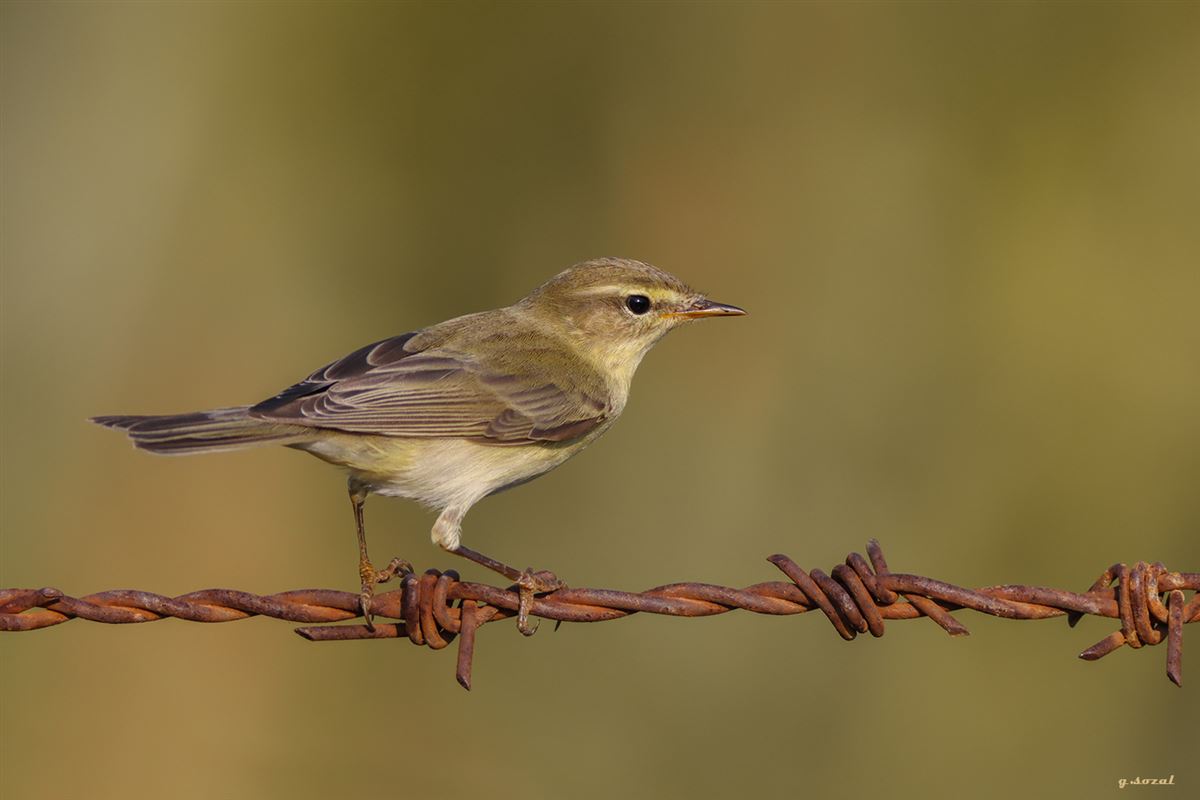 Willow Warbler