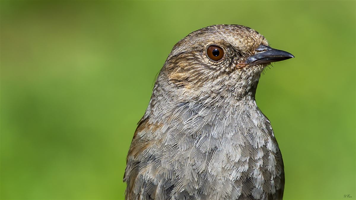 Dunnock