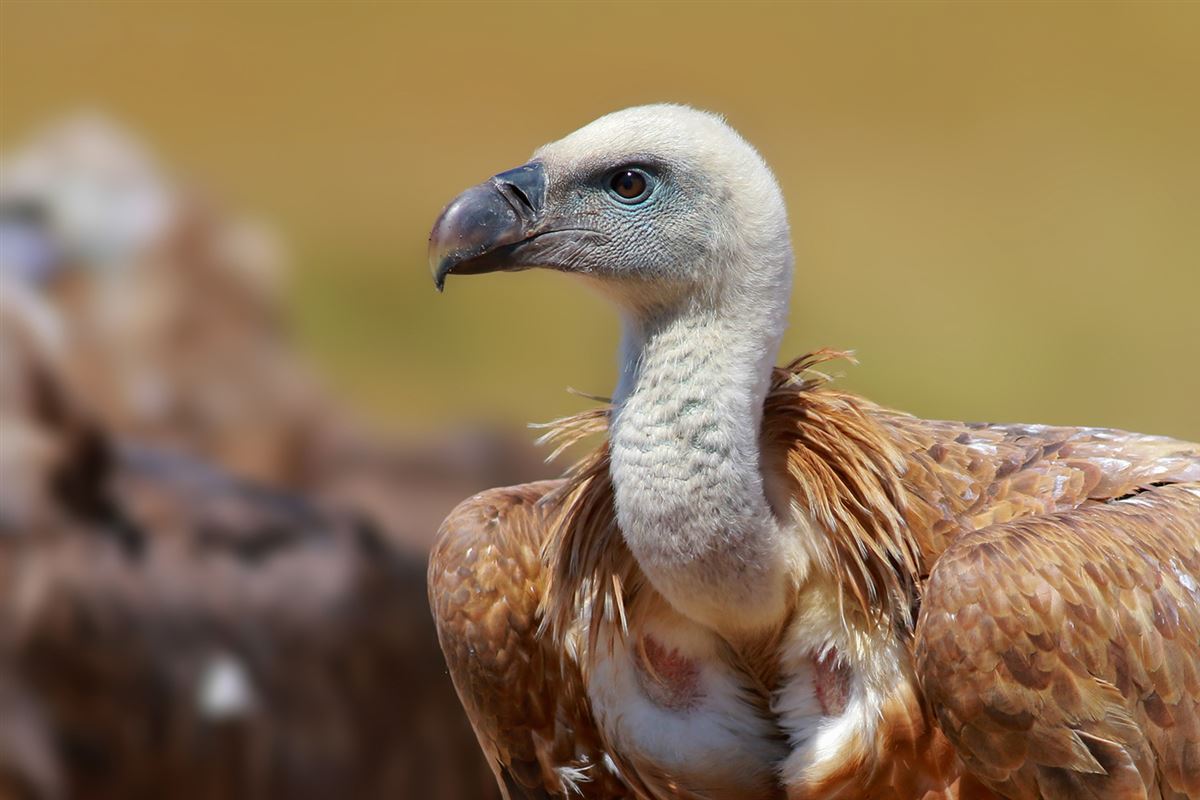 Griffon Vulture