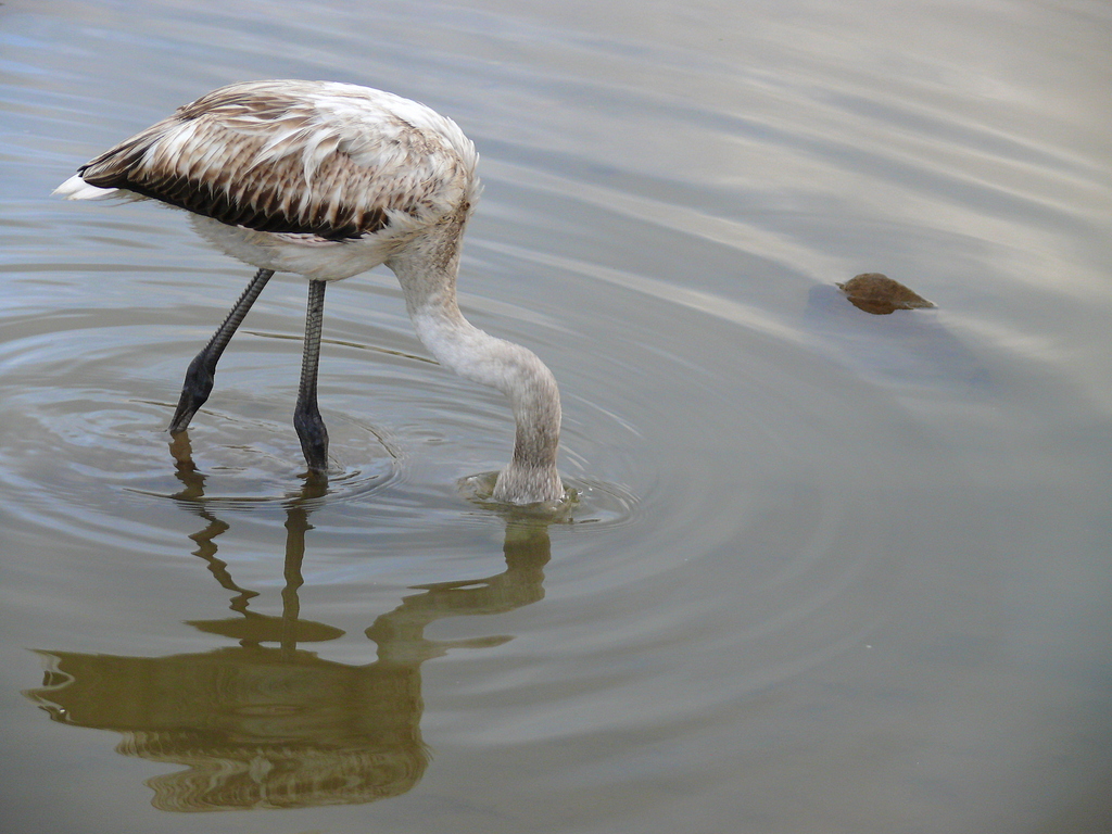 Greater Flamingo
