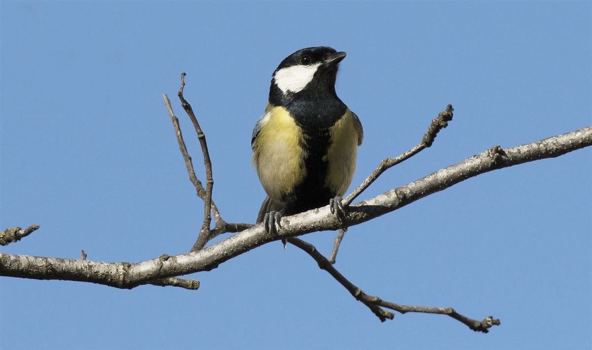 Great Tit