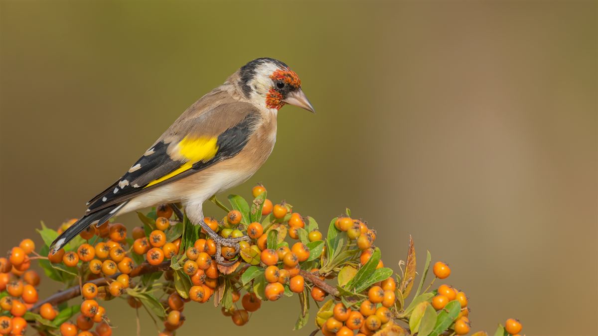 European Goldfinch
