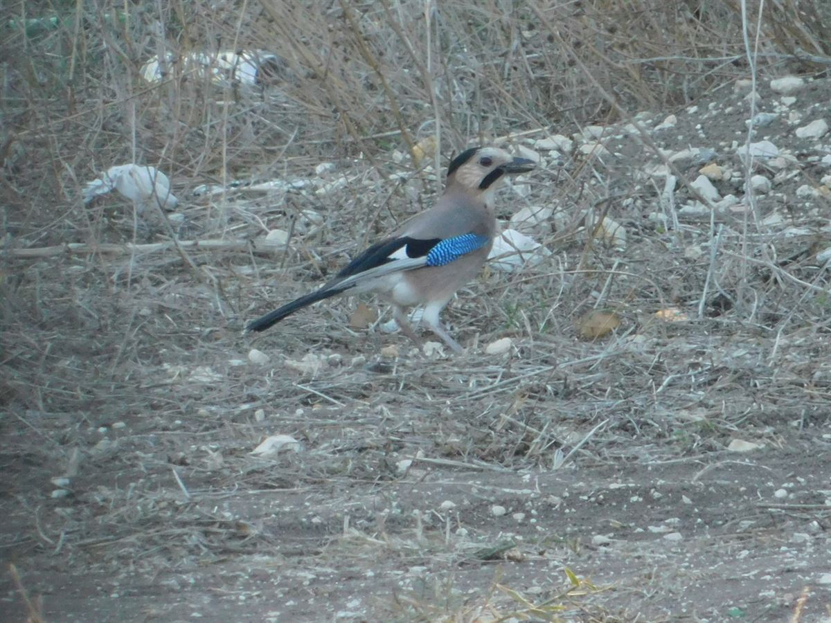 Eurasian Jay