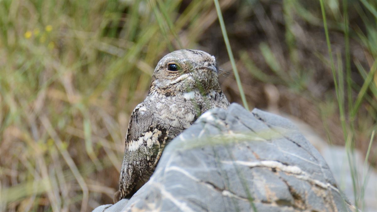 European Nightjar