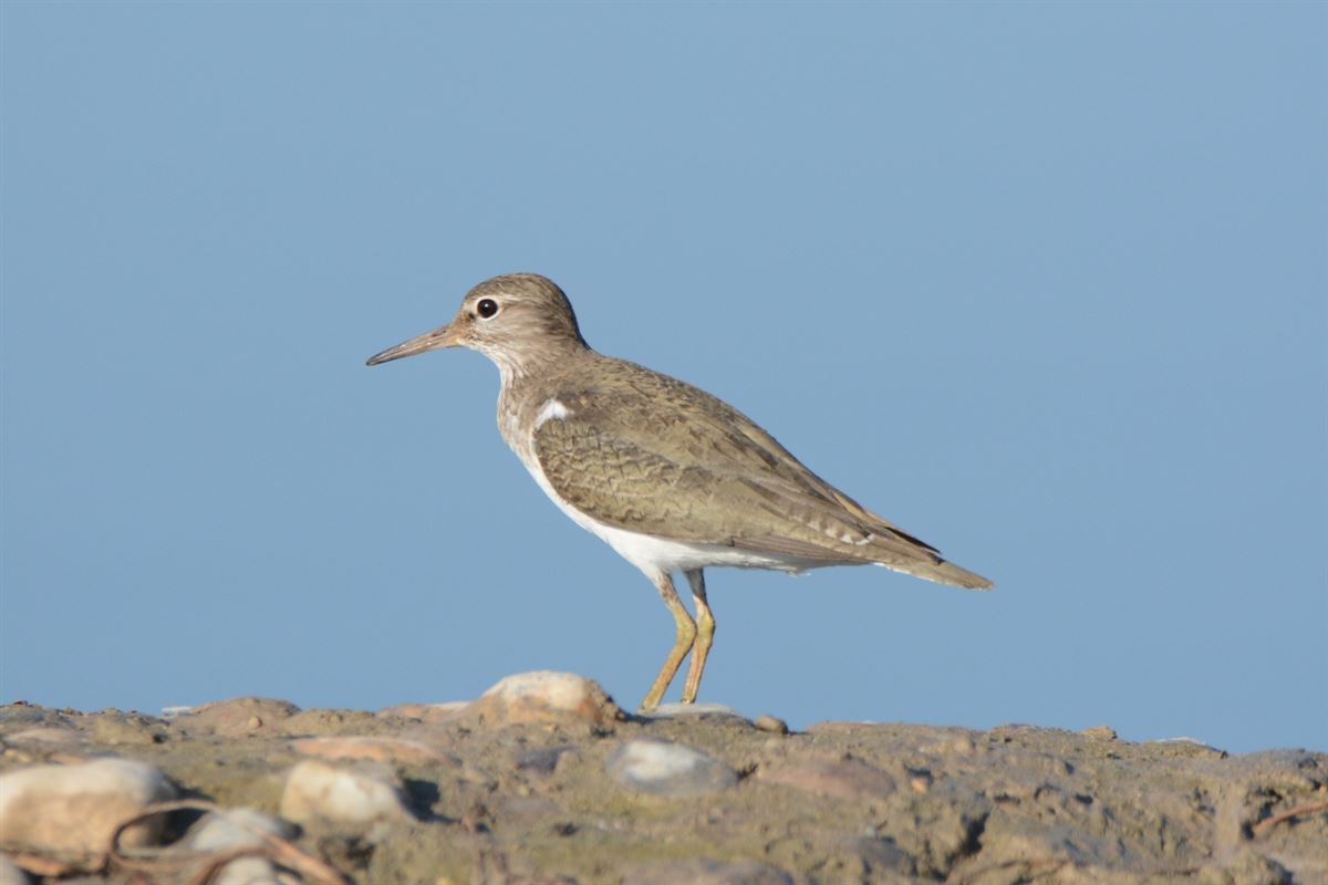 Common Sandpiper