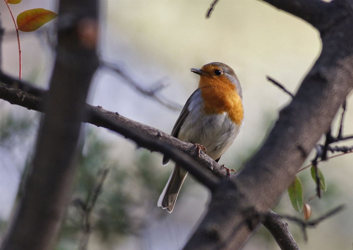 European Robin