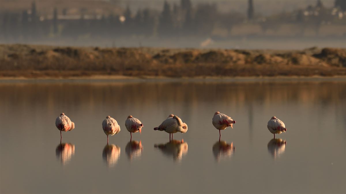 Flamingo