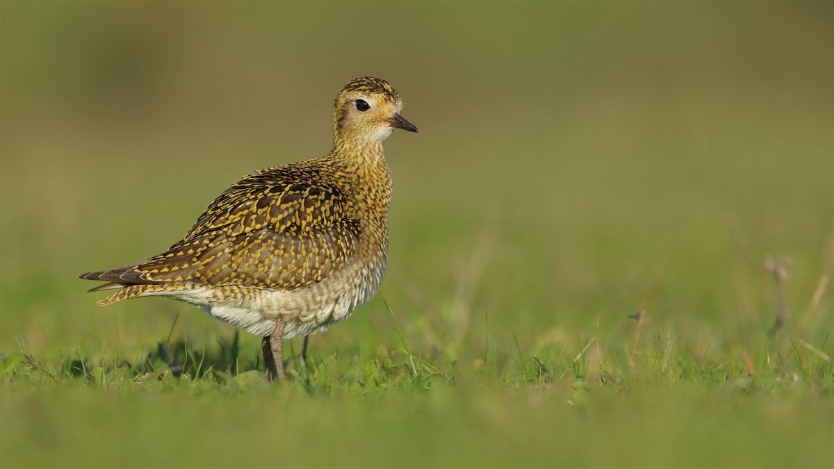 European Golden Plover