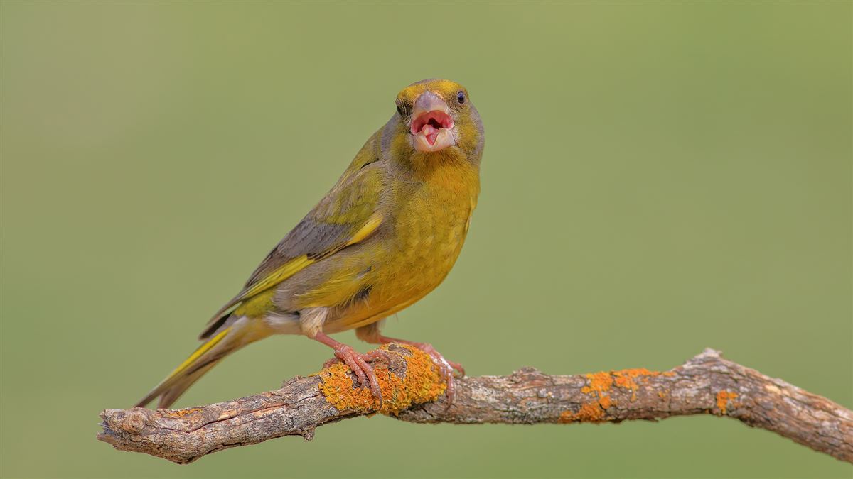 European Greenfinch