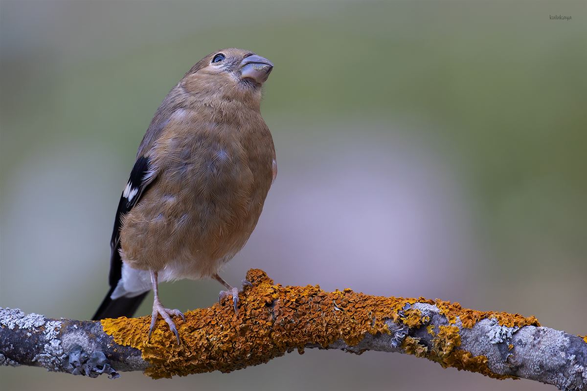Eurasian Bullfinch