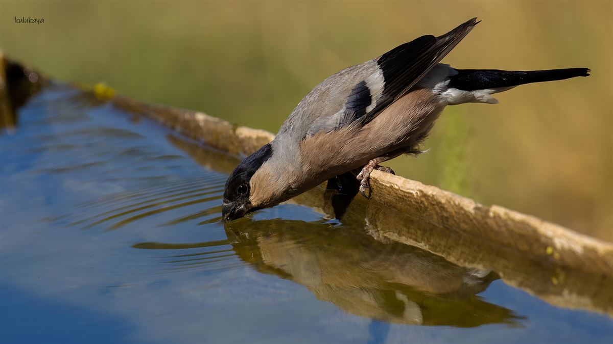 Eurasian Bullfinch