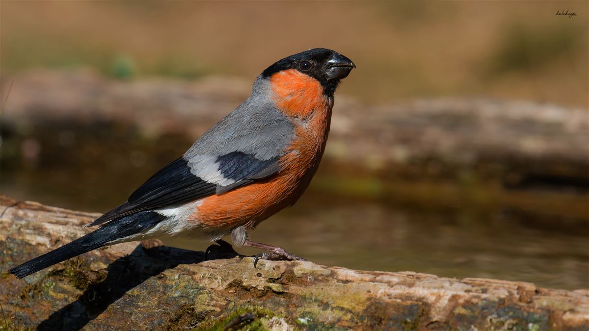 Eurasian Bullfinch