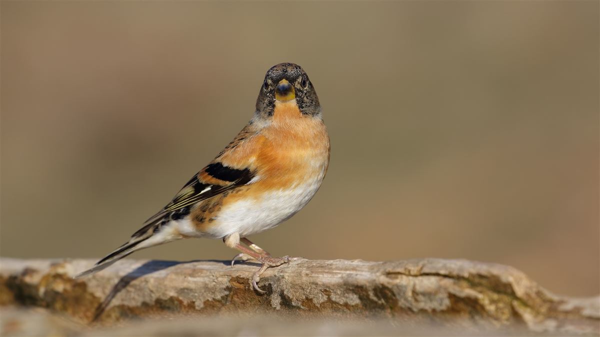 Brambling