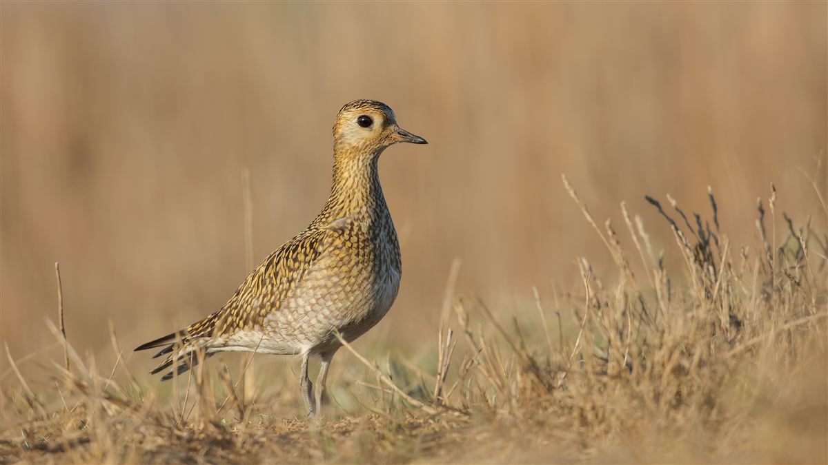European Golden Plover