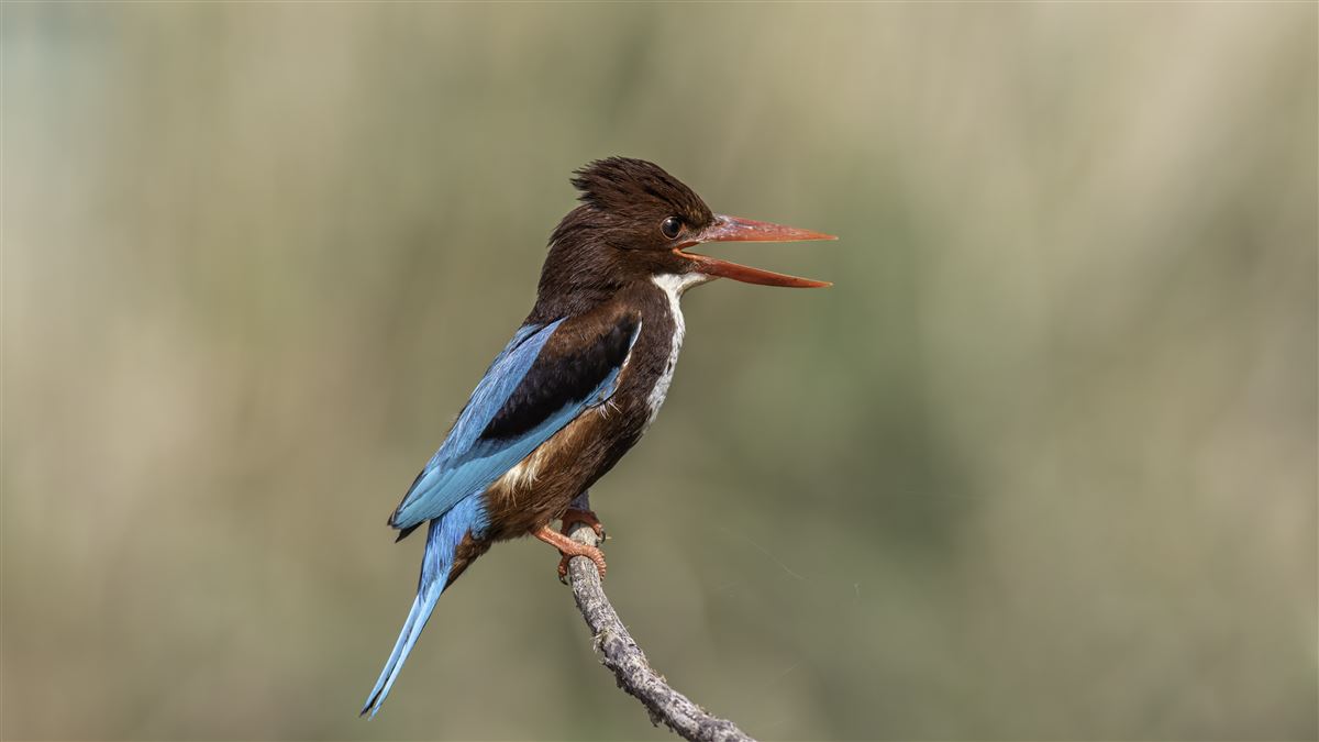 White-throated Kingfisher