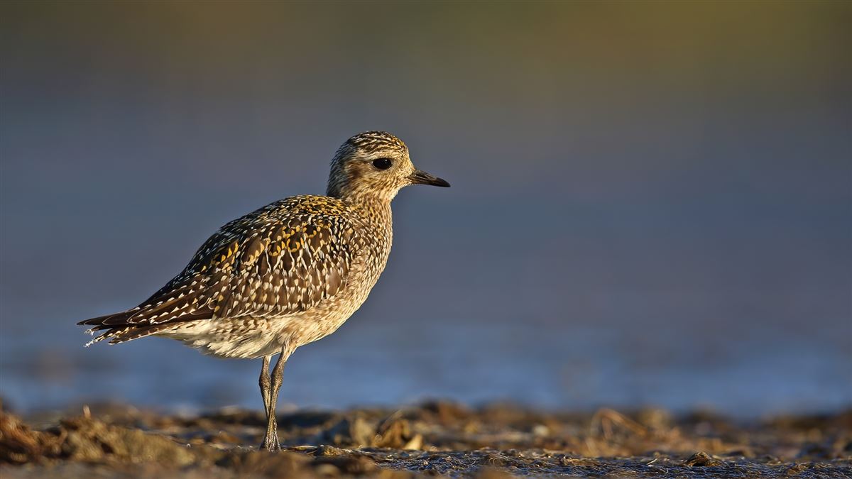 European Golden Plover