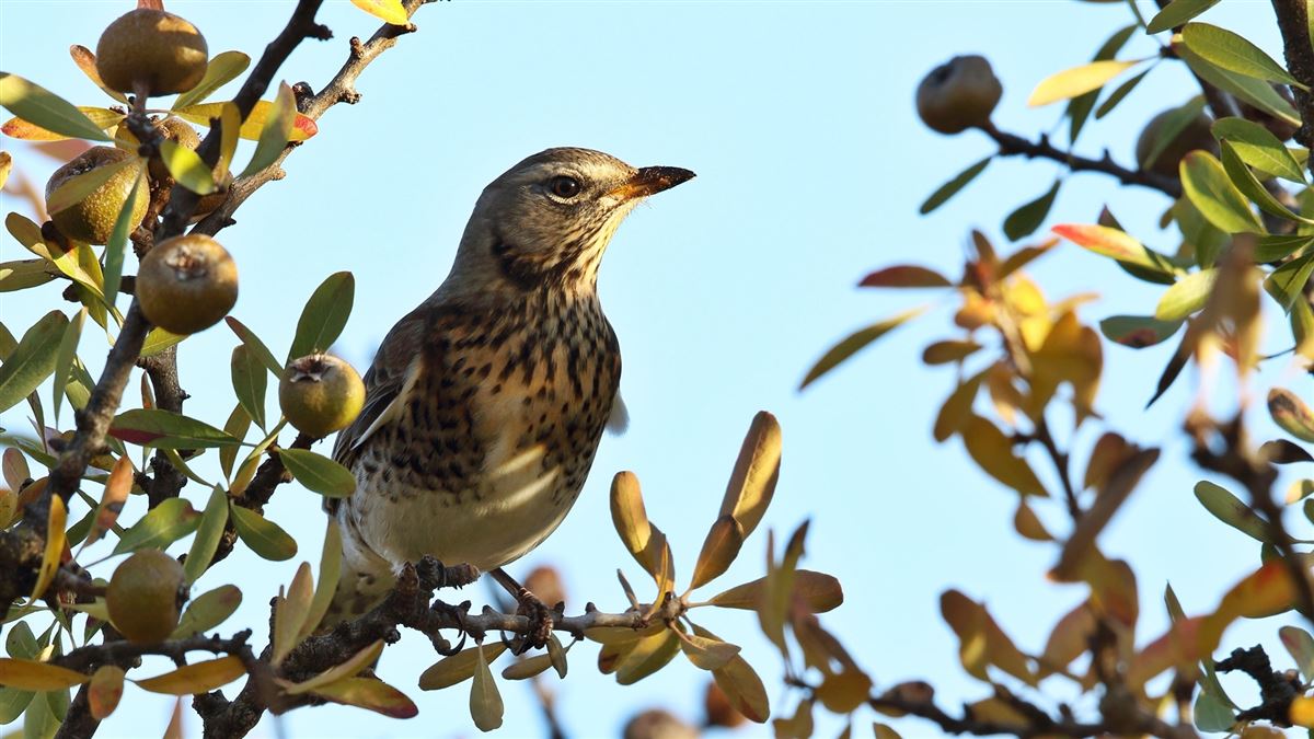 Fieldfare