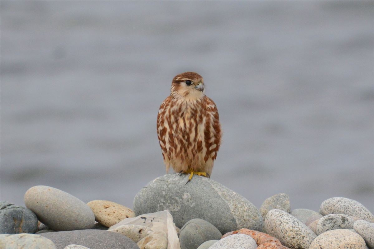 Merlin
