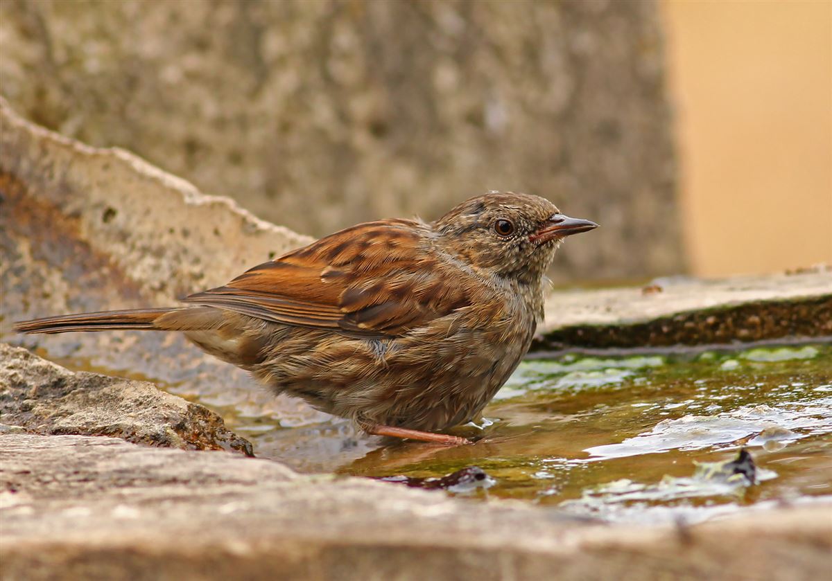 Dunnock