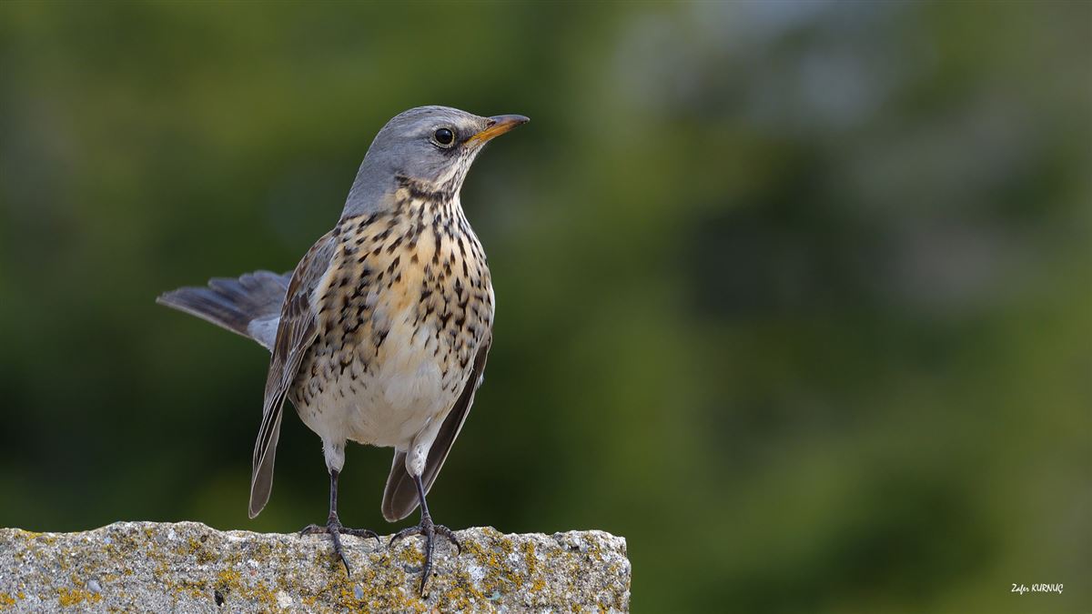 Fieldfare