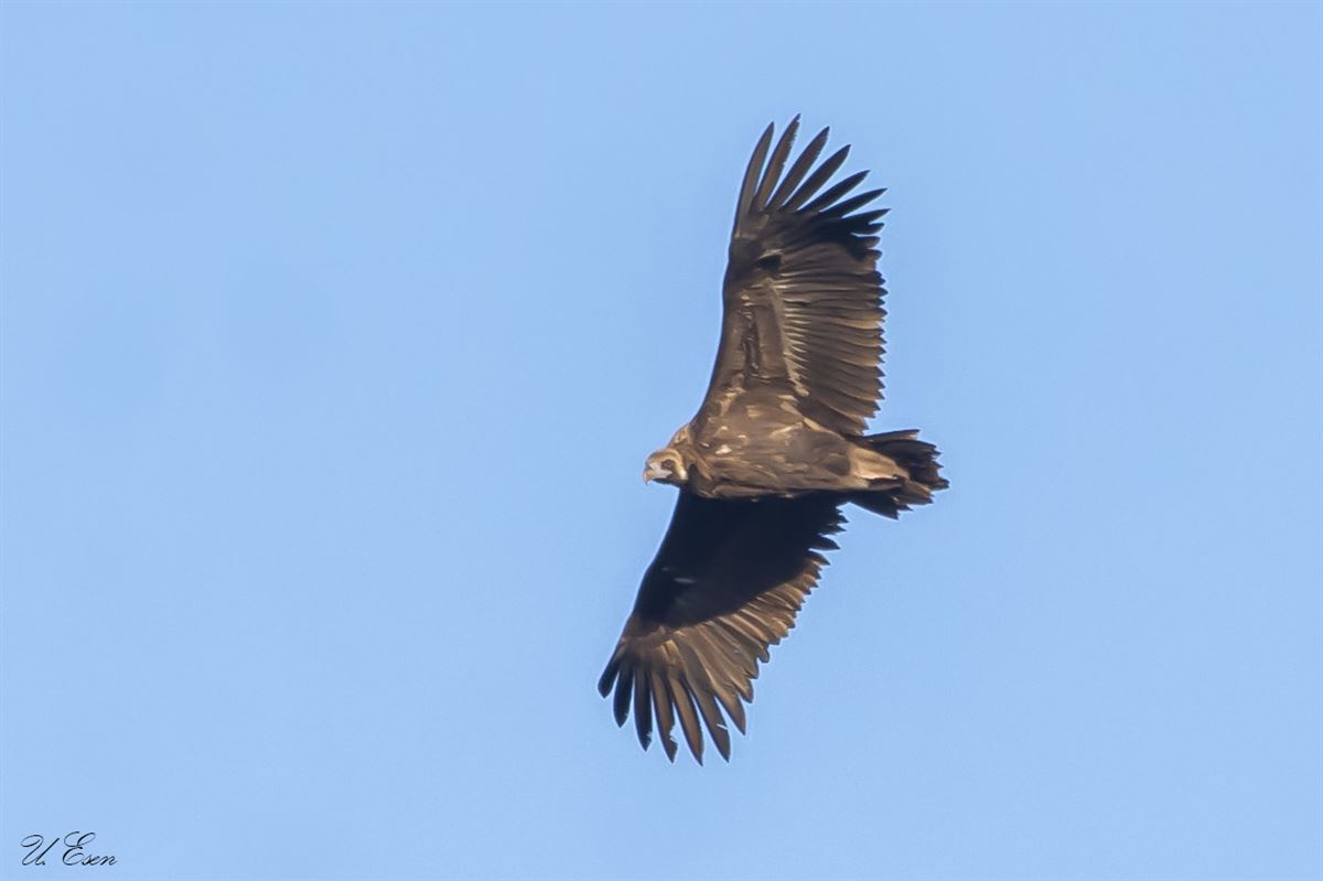 Cinereous Vulture