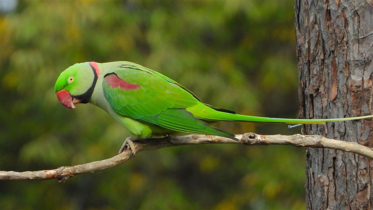 Alexandrine Parakeet