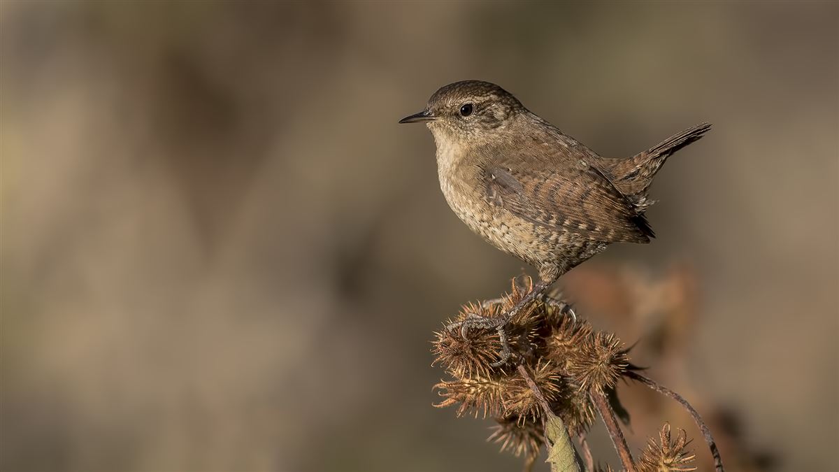 Eurasian Wren